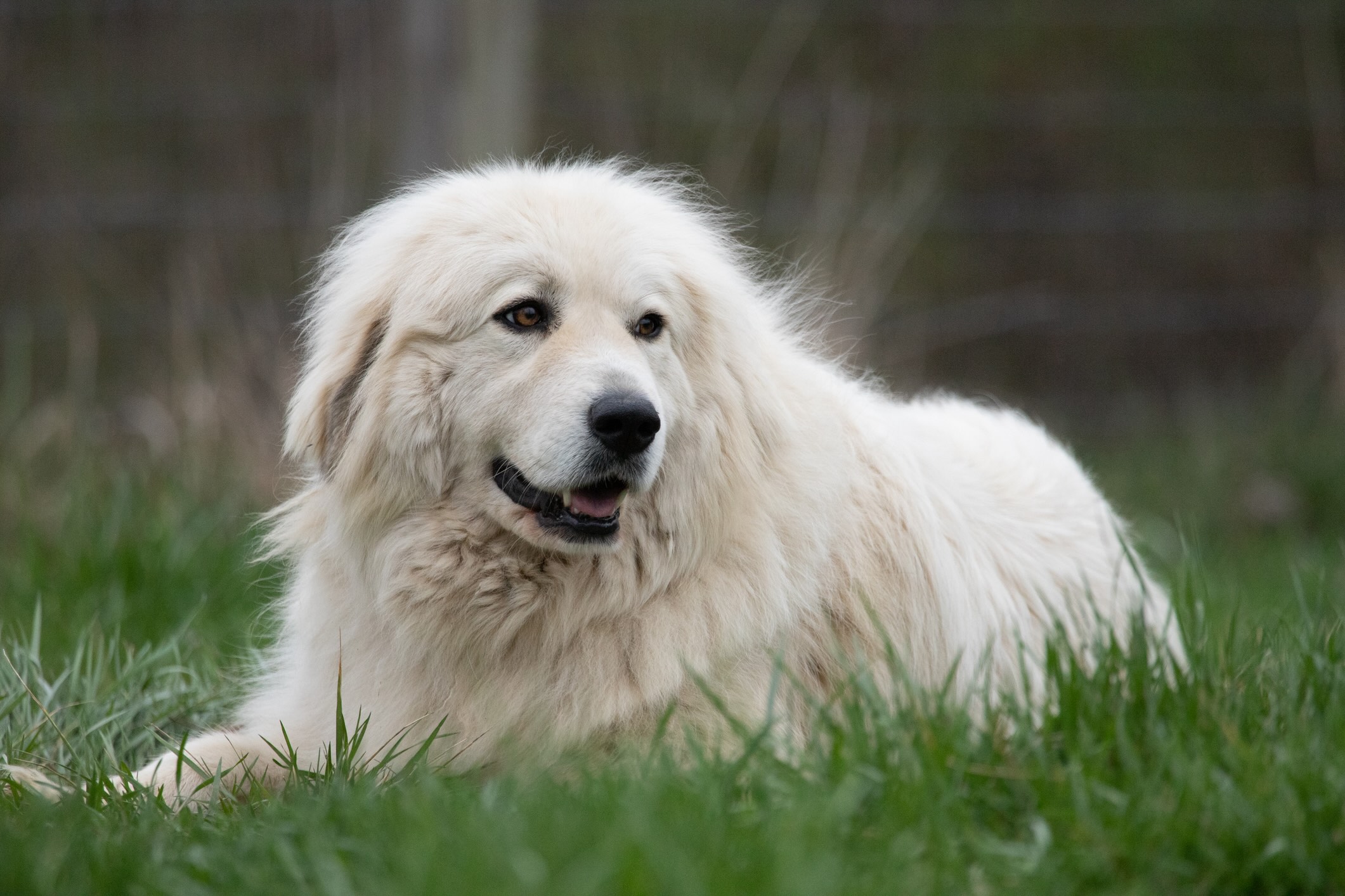 A massive fluffy white dog, the great pyrenees, lying in grass