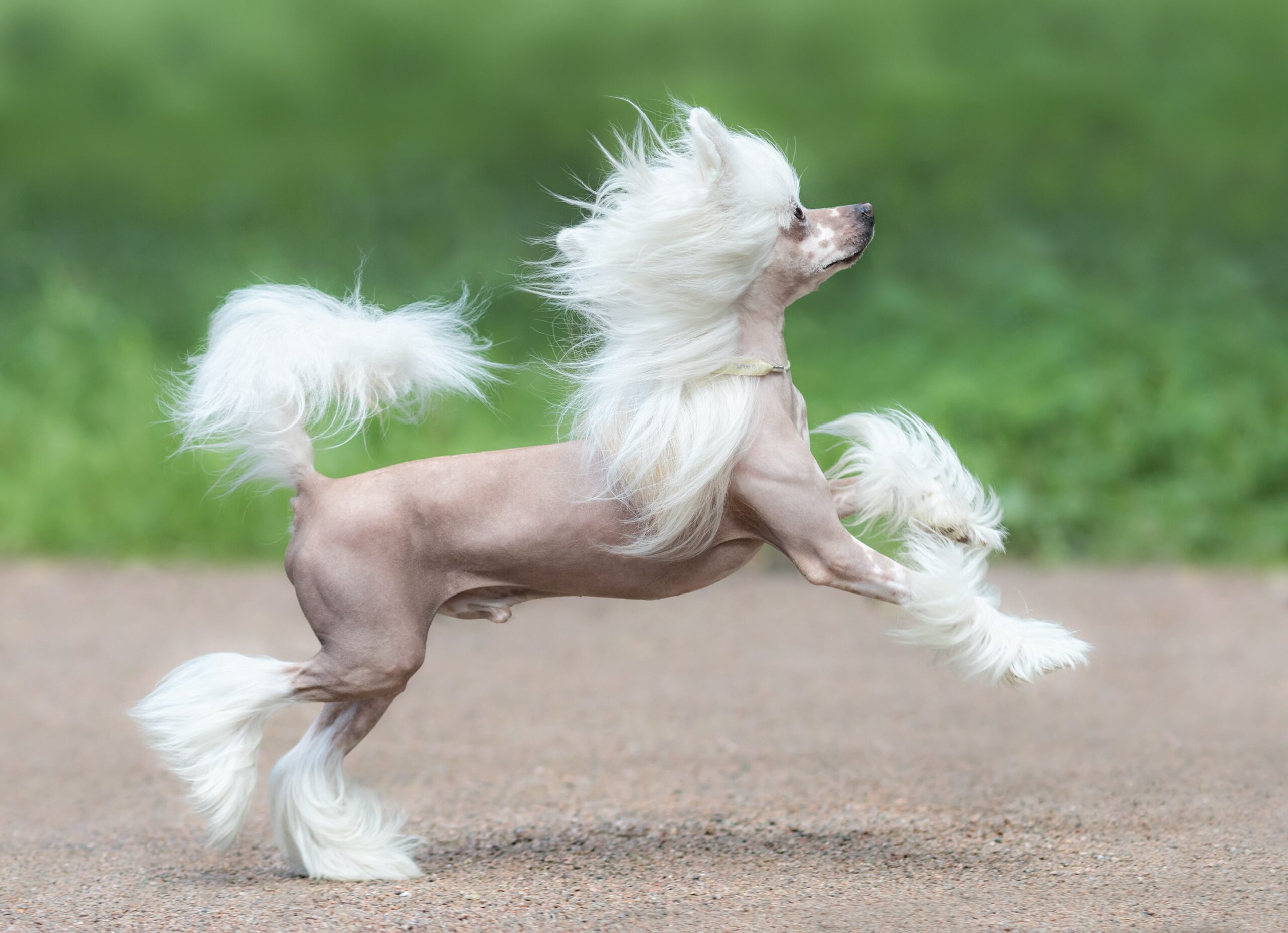 A Chinese Crested, a dog that doesnt like the cold, running outside in summer