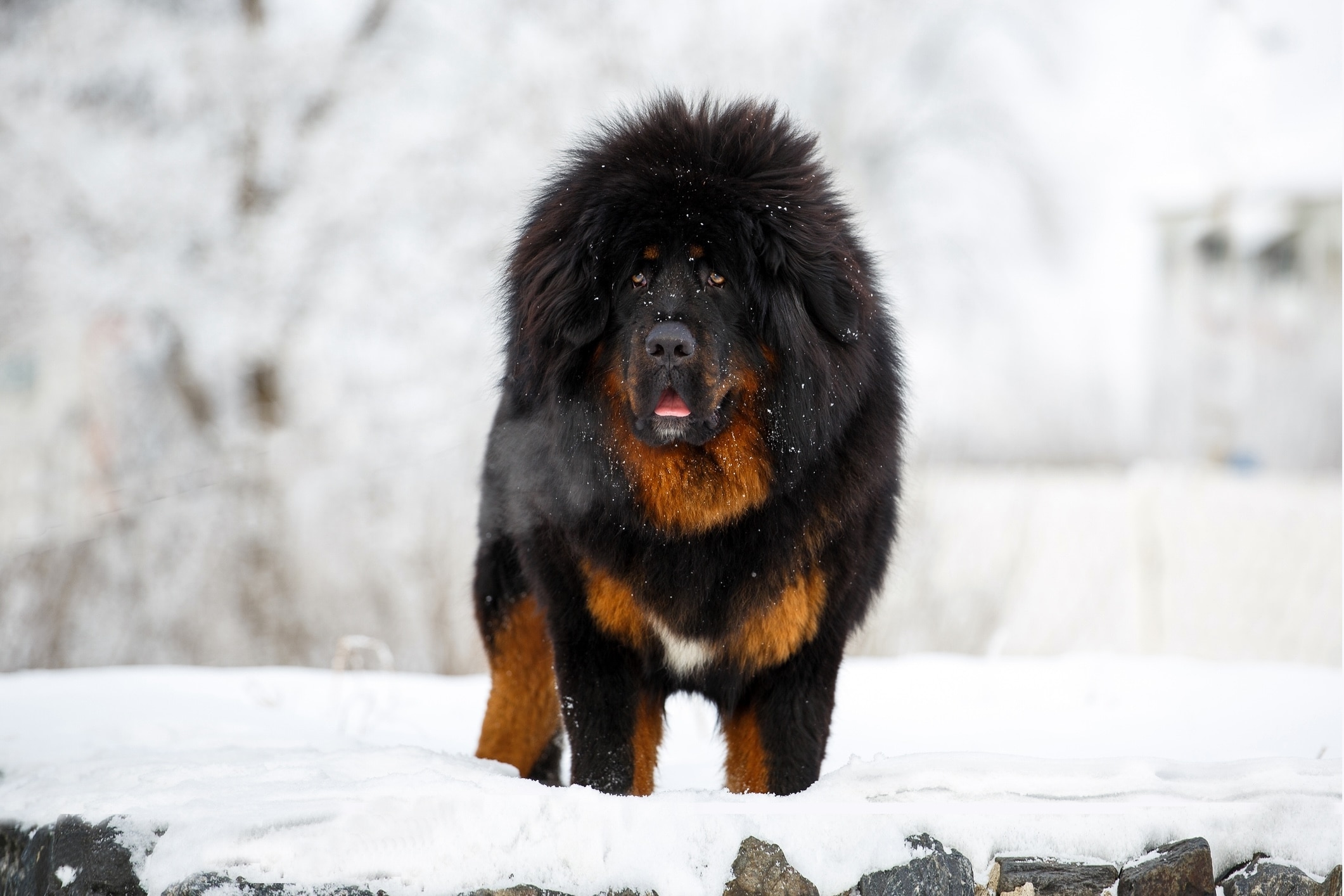 A black and tan Tibetan Mastiff, a snow dog breed, standing in a snowy landscape