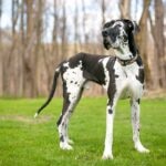 Irish Wolfhound vs. Great Dane