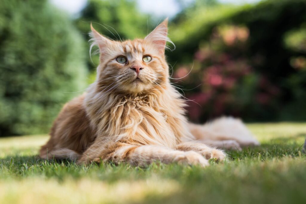 orange maine coon, a big cat breed, lying in grass in the sun