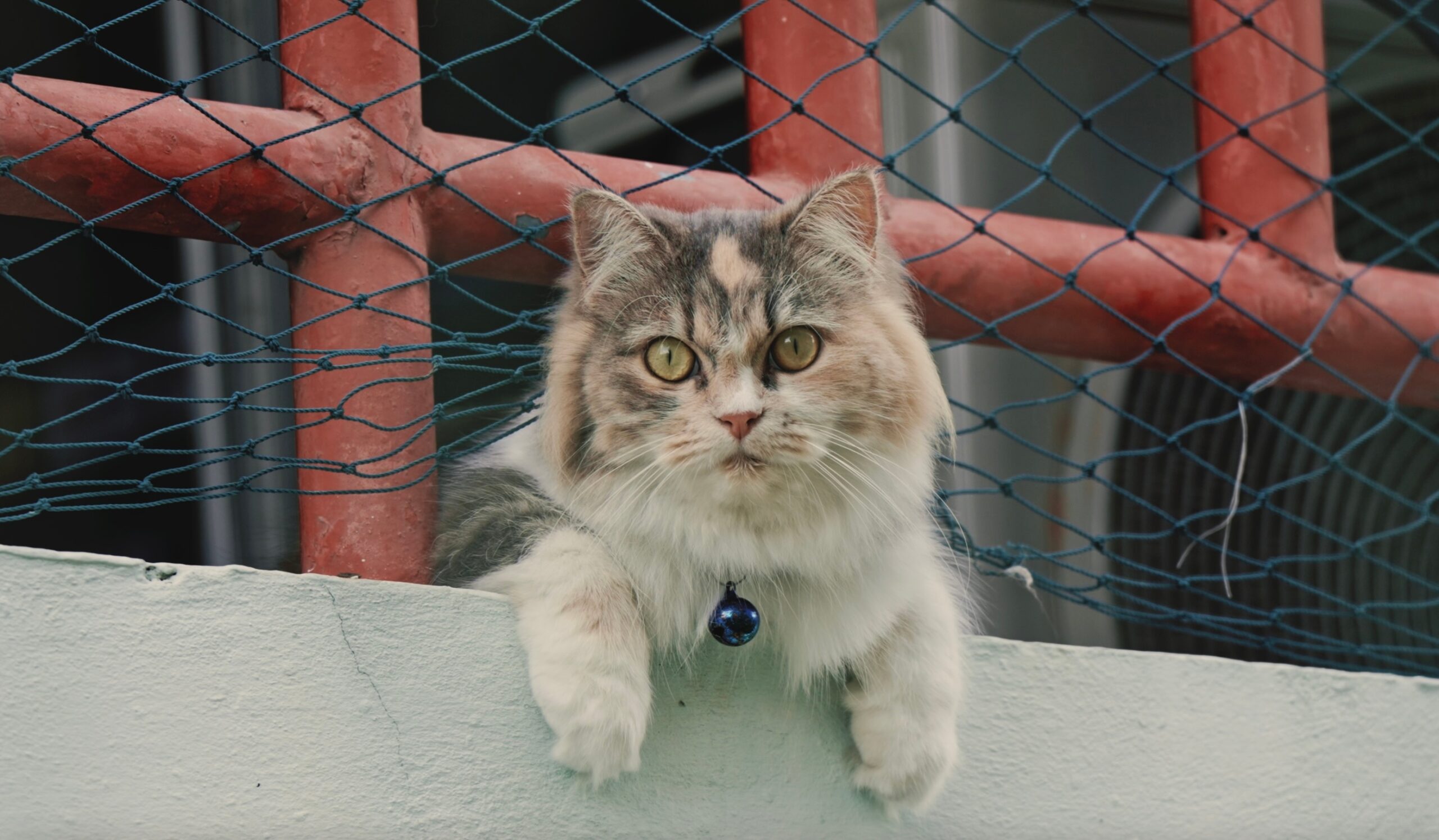 dilute calico ragamuffin, a big cat breed, lounging on a patio under a net
