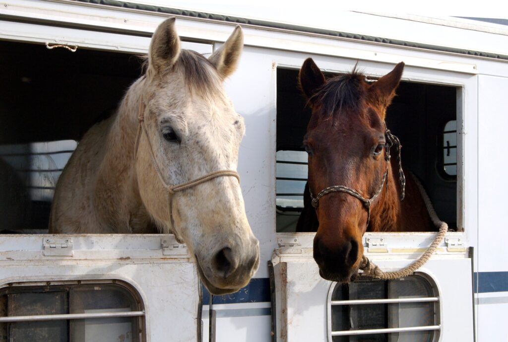 Two horses traveling in a horse trailer