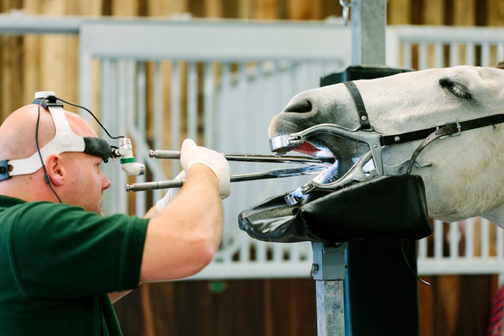 A grey horse has their teeth floated by an equine dentist