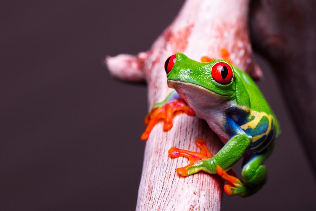 Photo of a red eyed tree frog, one of the best pet frogs.