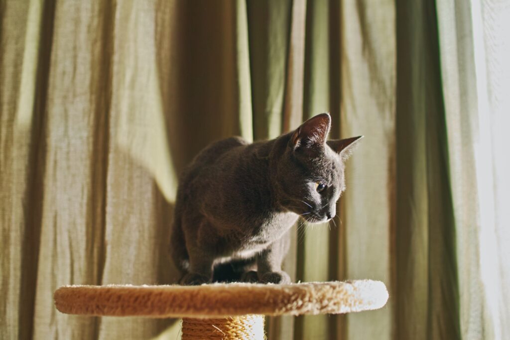gray russian blue cat, which is an independent cat breed, sitting on top of a cat tree in front of a green curtain