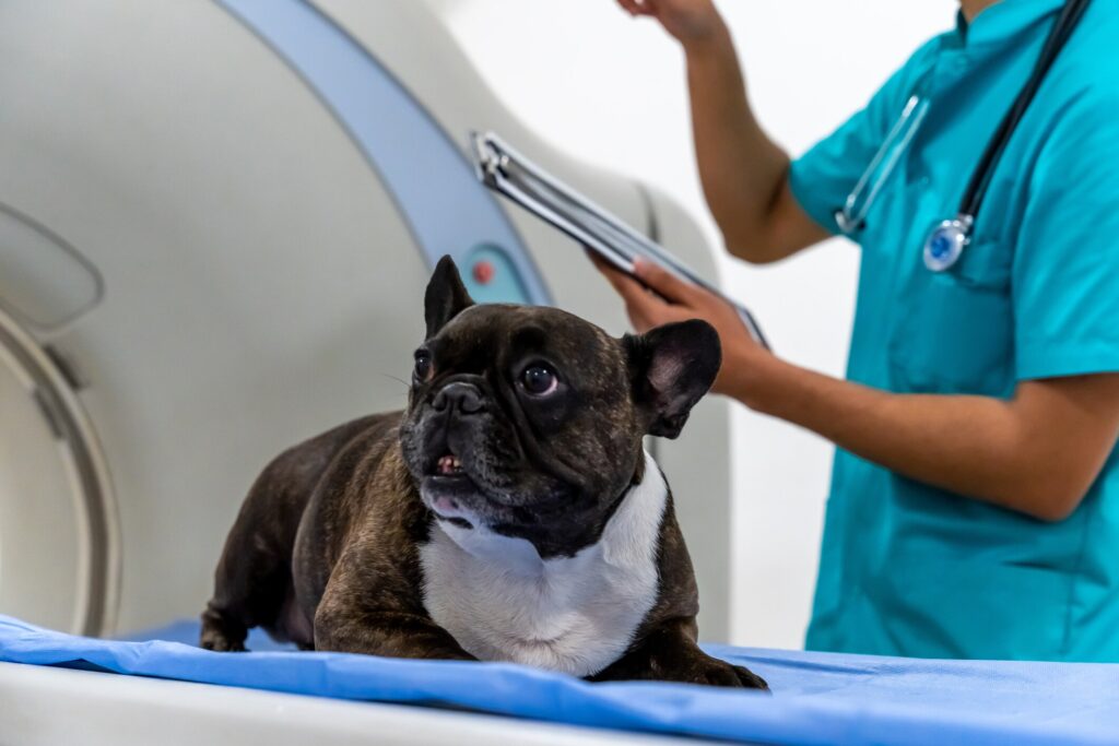 A dog MRI is performed by a vet tech.