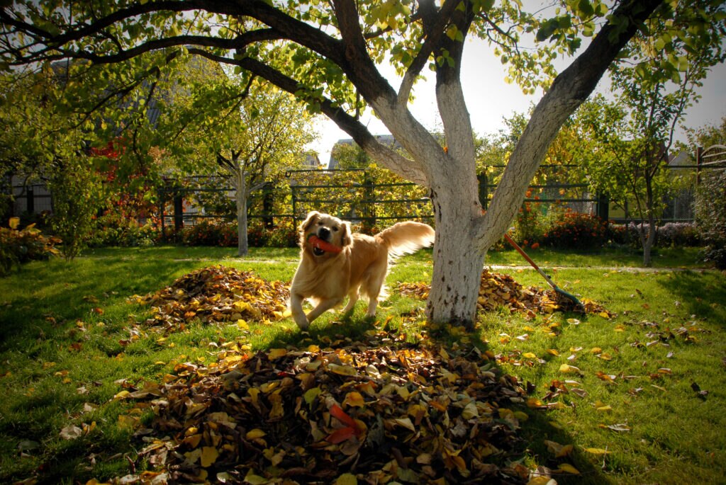 dog runs around tree with toy in mouth during fall season