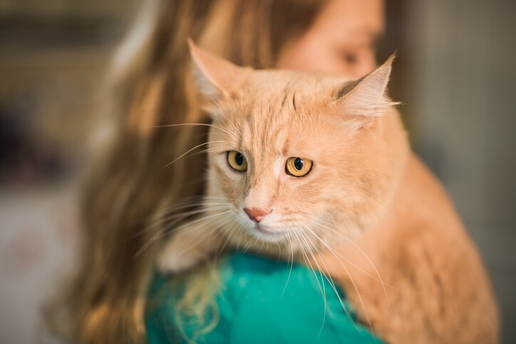 Woman holding an orange maine coon cat, who looks sad. Learn if you can hurt a cat’s feelings.