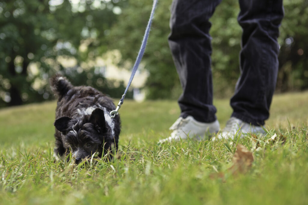 dog sniffing benefits; dog takes a scent walk during an afternoon stroll.