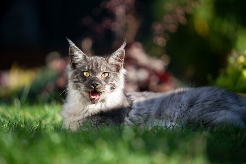 cat panting; a cat lays down on grass and pants.