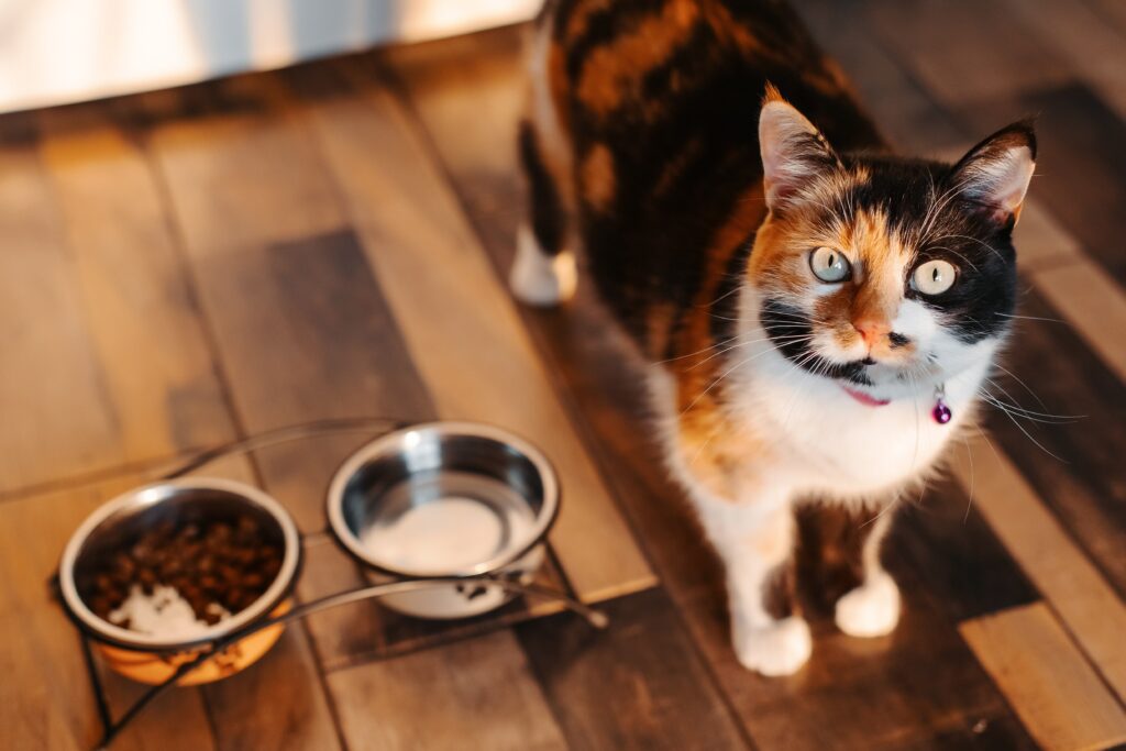 hungry cat; a cat stands at their food bowl expectantly.