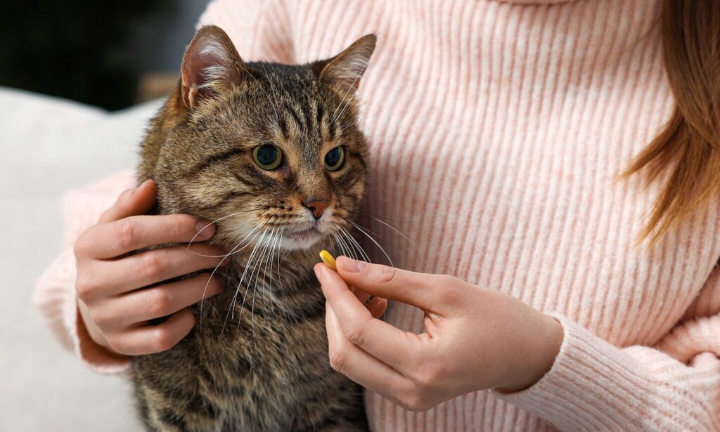 how to give a cat a pill: woman holding pill in front of cat