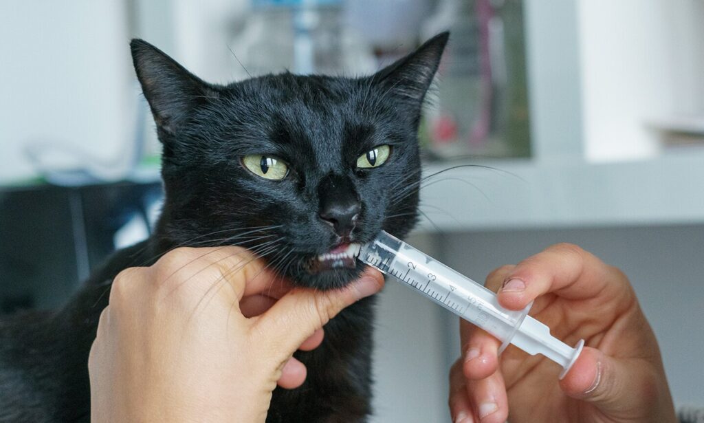 how to give a cat liquid medicine: woman giving liquid medicine to black cat