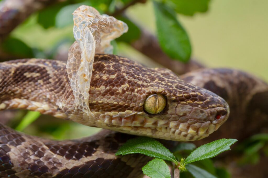 Snake shedding skin