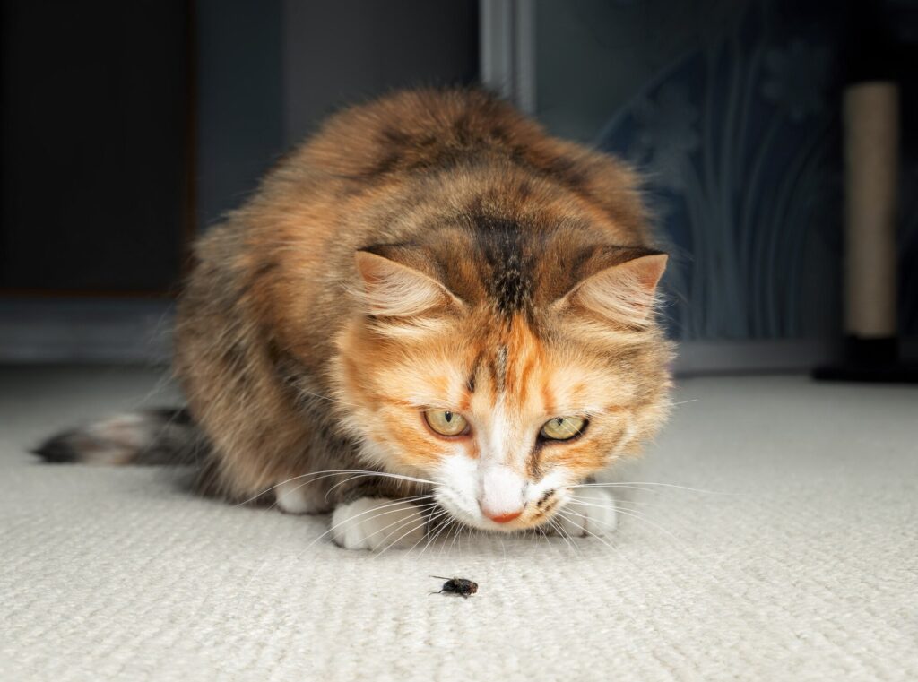 A longhaired calico cat watching a bug on the carpet.