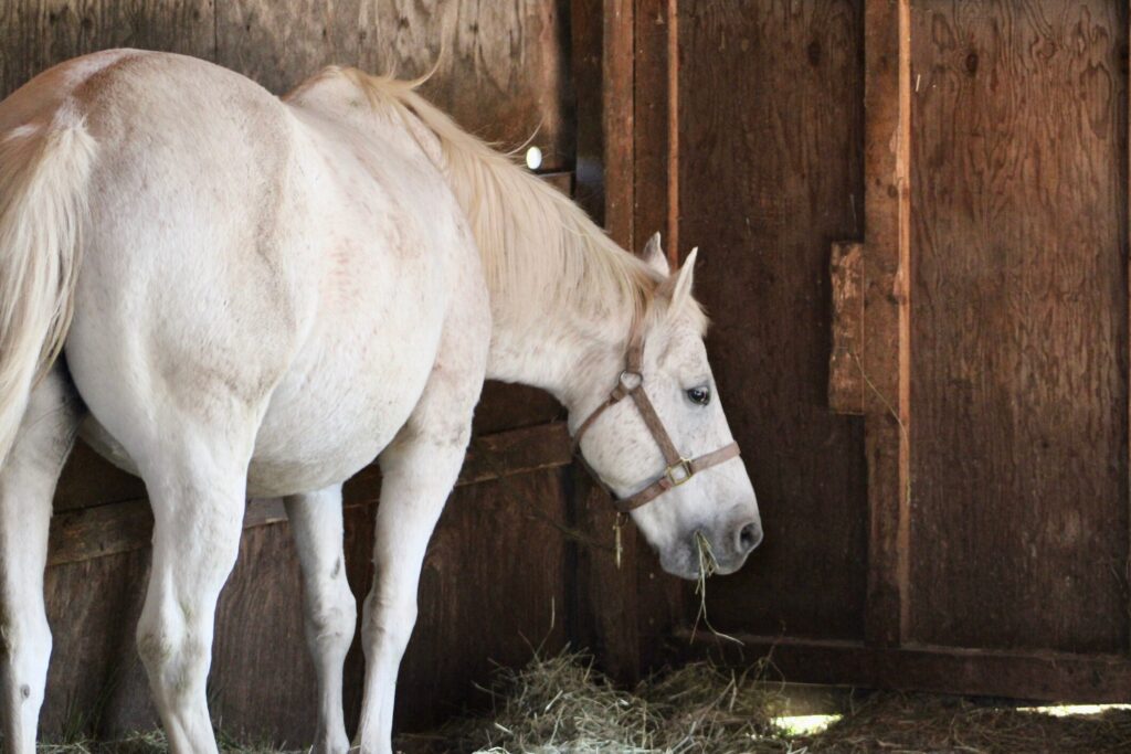 white horse eating hay