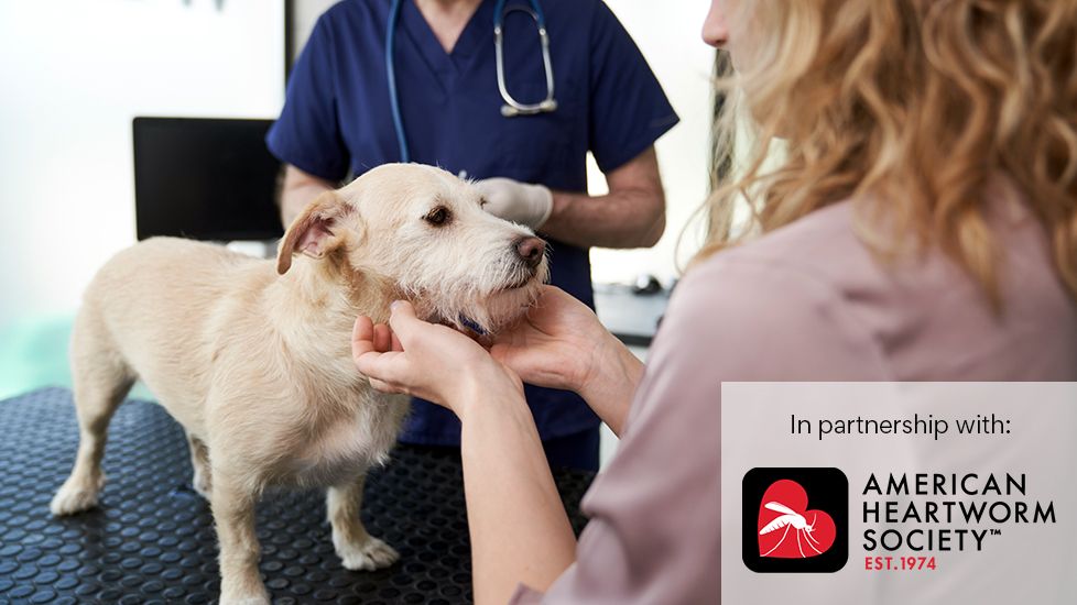 how to treat heartworms in dogs; dog at vet exam getting checked for heartworm disease.