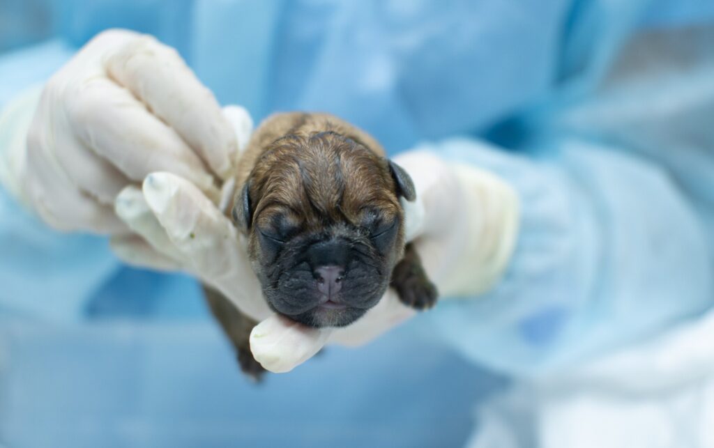 dog c-section; A dog C-section (or Cesarean section) may become necessary if your pet has trouble giving birth or belongs to a breed known for difficult deliveries. In this article, our vet experts explain everything you need to know about dog C-sections.