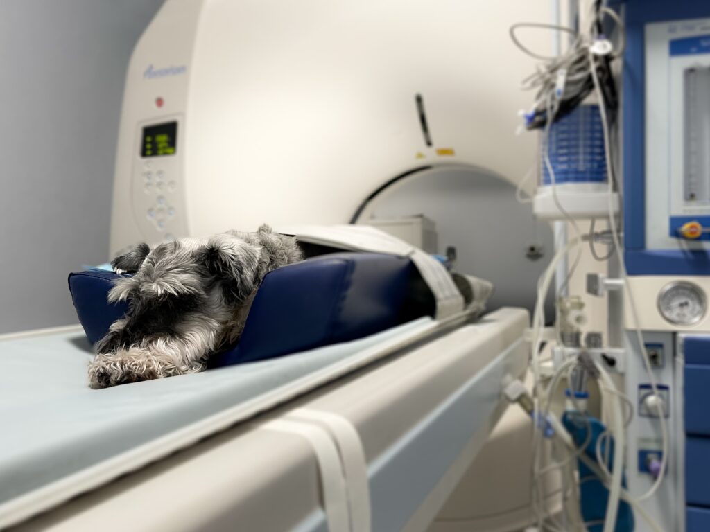 dog ct scan; a dog lays down to receive a CT scan.
