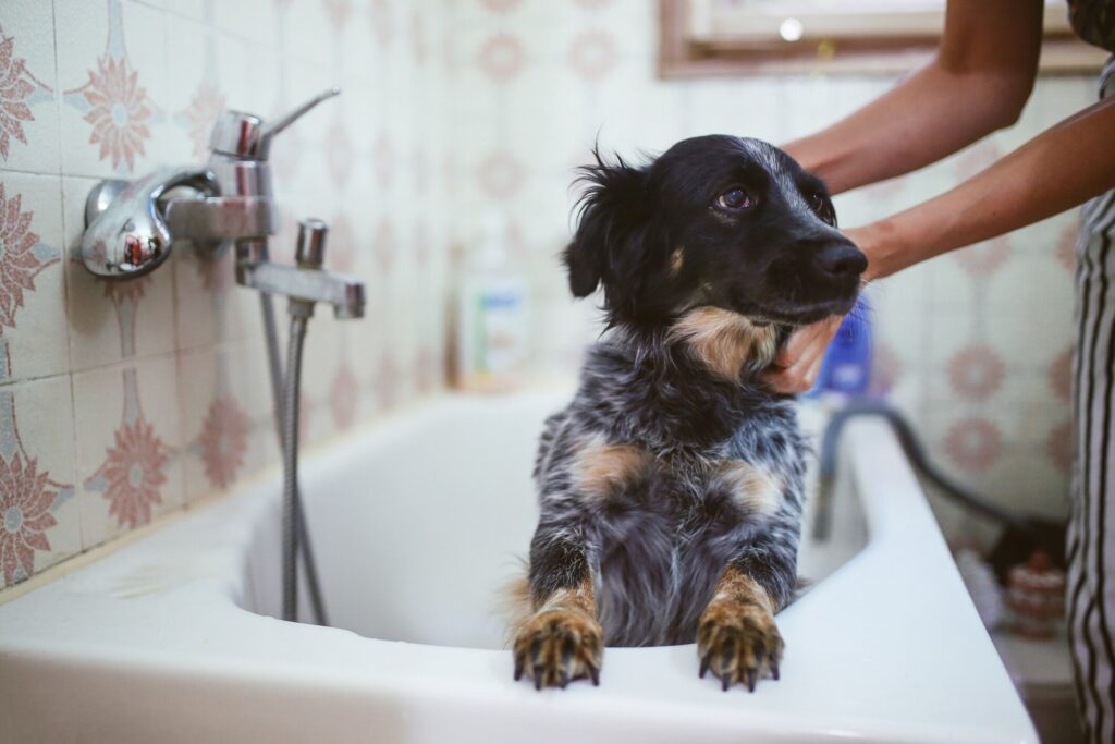 Can you use dawn dish soap to kill fleas; dog getting bath in bathtub