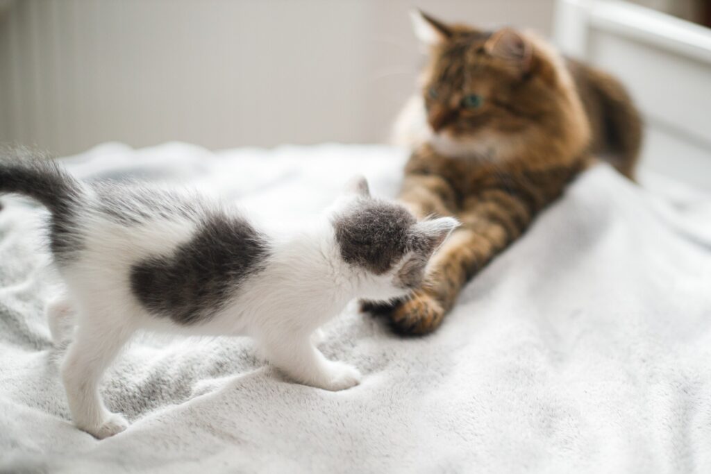 A small gray and white kitten approaching a fluffy adult cat. Introducing kittens and cats properly is important.