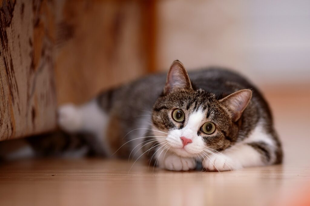 A brown and white tabby cat smiling while lying down and looking at the camera