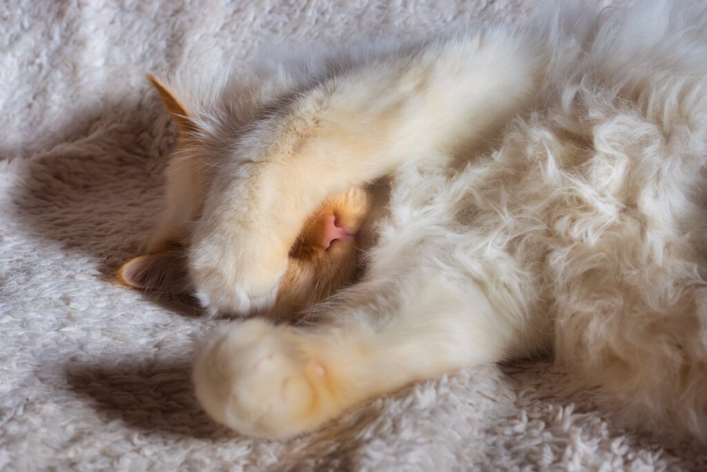 A white fluffy cat lying with her paw over her face, as if the cat’s feeling embarrassed.