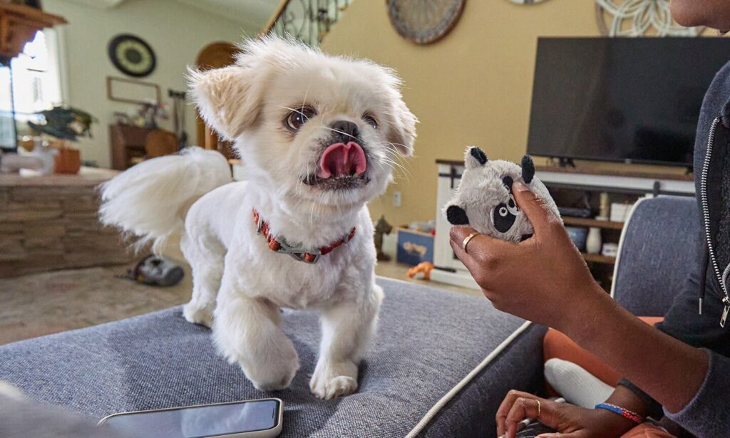 why does my dog keep licking his lips: dog licking their lips