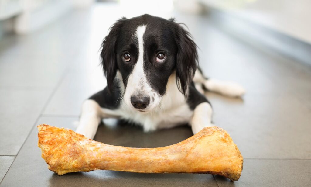 can dogs eat bones: dog lying on the floor next to large bone