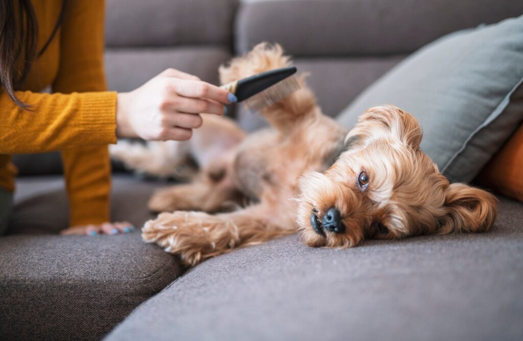 how to check a dog for ticks; a woman combs a dog’s fur to check for ticks.