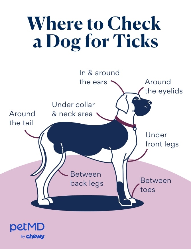 where to check a dog for ticks; illustration of where to check for ticks on a dog