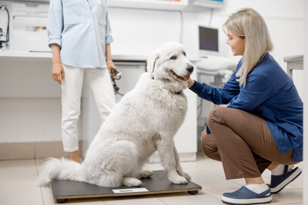 how to help a dog lose weight; a woman sits in front of her dog while discussing how to help a dog lose weight with vet.