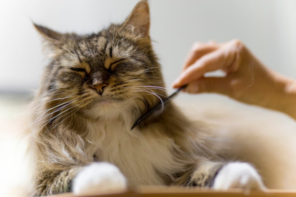 how to use a flea comb on a cat; a cat is checked for fleas using a flea comb