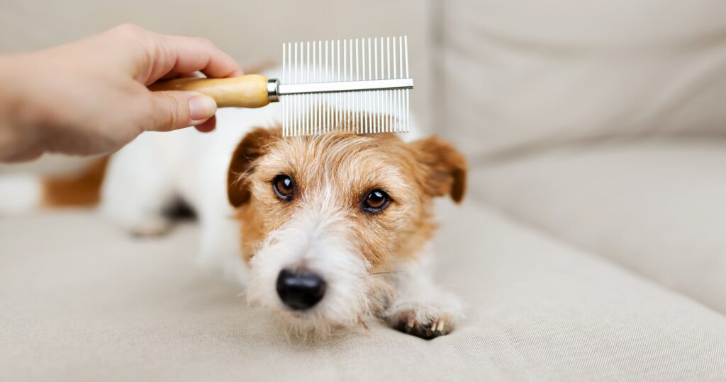 what do fleas look like on dog? person combing dog hair to look for fleas on a dog.