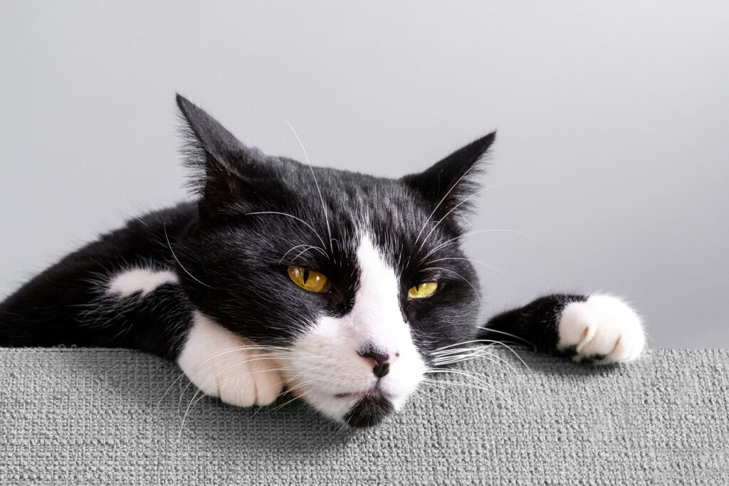 A black and white cat glaring at the camera, as if the cat’s holding a grudge.