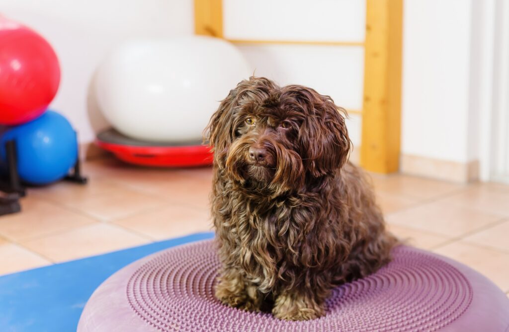 dog physical therapy; a dog sits and waits to start physical therapy.