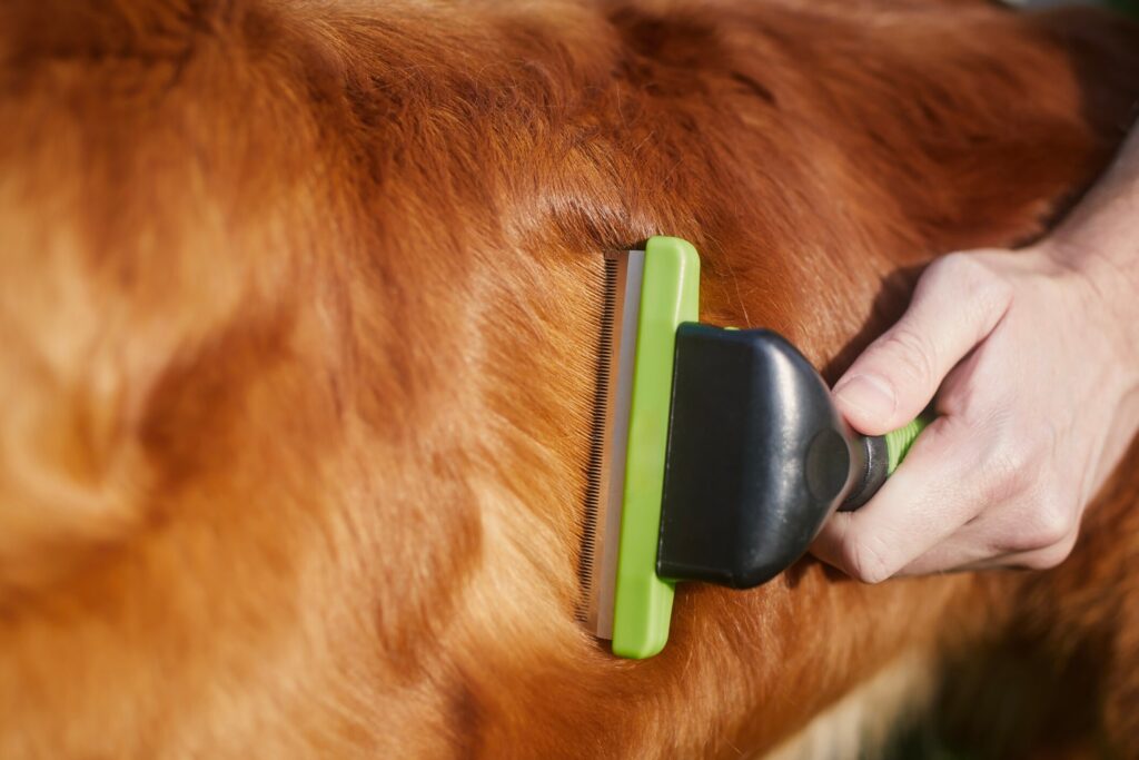flea dirt; a dog is combed with a flea comb, which can help expose flea dirt.