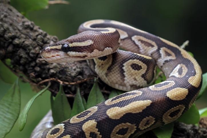 ball python close up