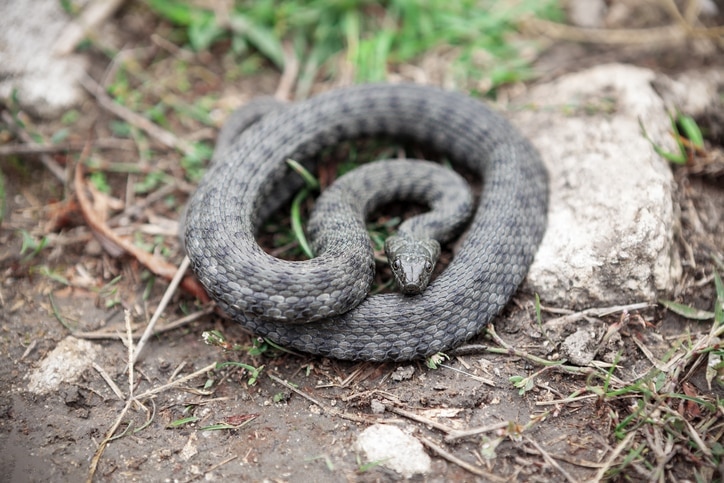 water snake close up