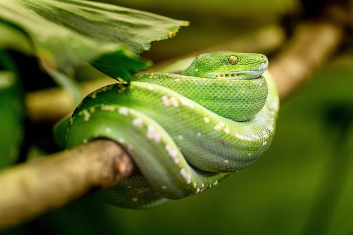 green tree python close up