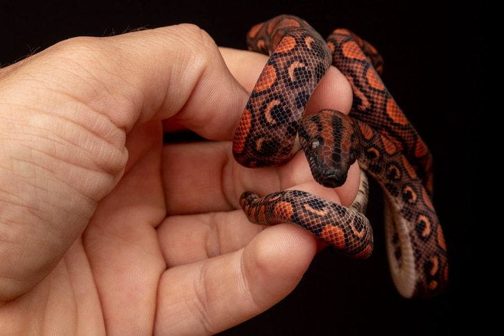 brazilian rainbow boa close up
