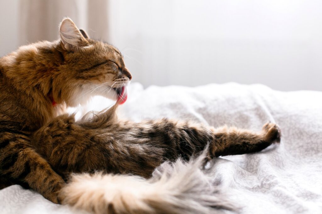 A fluffy brown tabby cat licking themself on a bed.