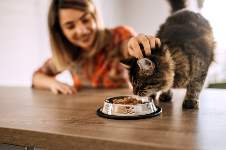 A brown tabby cat eating kibble from a bowl as a woman in the background is petting him.
