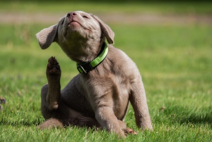 Puppy reaching to scratch itself. Itching can be a sign of fleas on puppies.