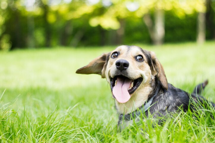 A dog lying in tall grass, possibly a home for ticks waiting to crawl onto a host