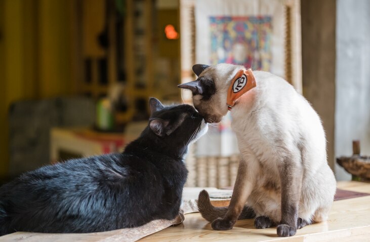 How Do Cats Communicate With Each Other? | PetMD