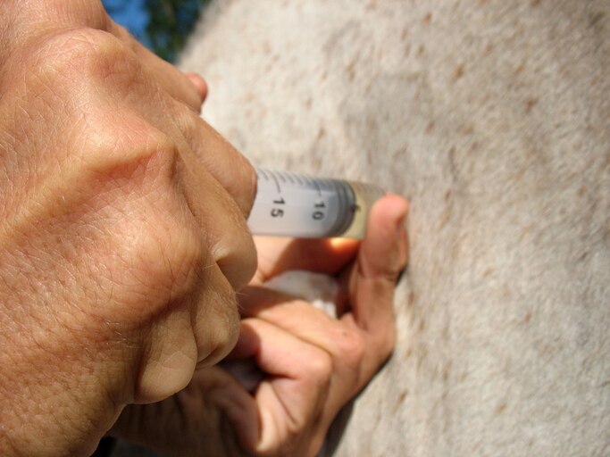 Administering an IM injection on a horse