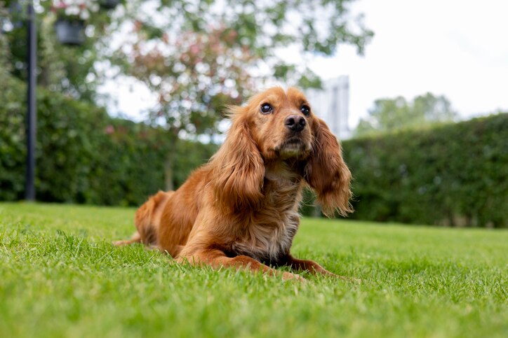 diatomaceous earth for fleas; a Cocker Spaniel sits on a lawn.