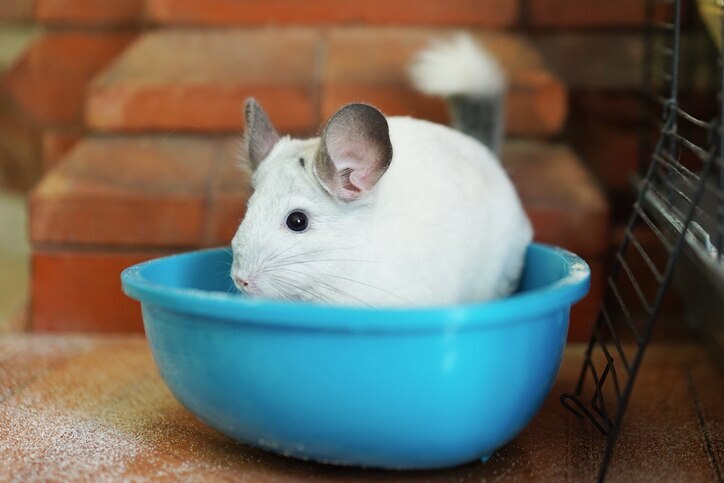 chinchilla dust baths; a chinchilla takes a dust bath in a small plastic tub.